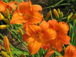 Daylily Mauna Loa - Clump
